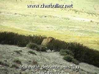 légende: Marmotte descente vers Skiu Ladakh 02
qualityCode=raw
sizeCode=half

Données de l'image originale:
Taille originale: 173094 bytes
Temps d'exposition: 1/150 s
Diaph: f/400/100
Heure de prise de vue: 2002:06:25 09:35:09
Flash: non
Focale: 420/10 mm
